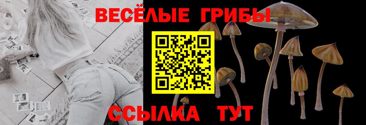 Чита  Псилоцибиновые грибы прущие грибы  Псилоцибиновые грибы Psilocybe  Вход с VPN 